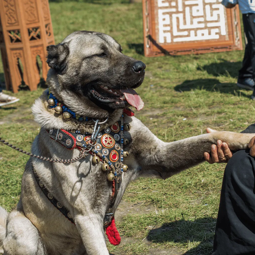 Anatolian Shepherd Final Thoughts