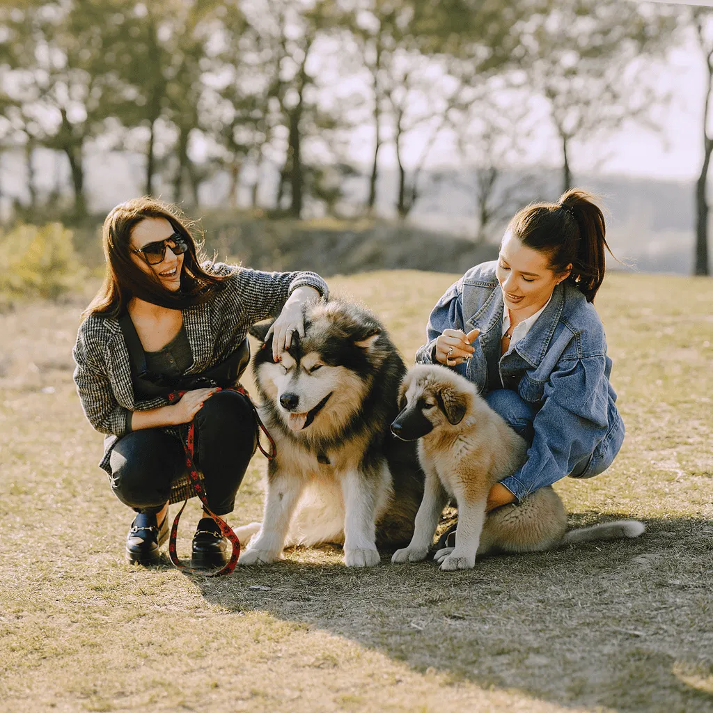 Anatolian Shepherd Are These Dogs Good For Families