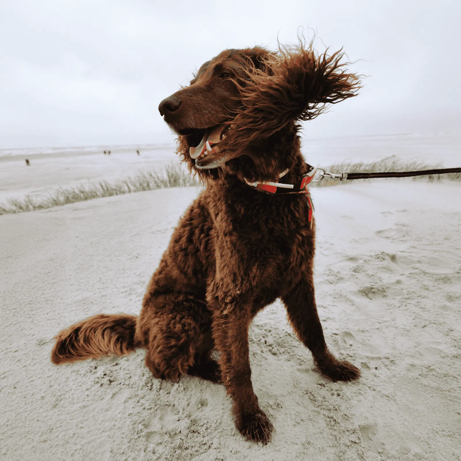 American Water Spaniel Gallery