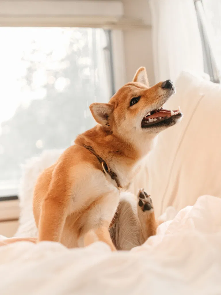 Yeast Infections in Dogs