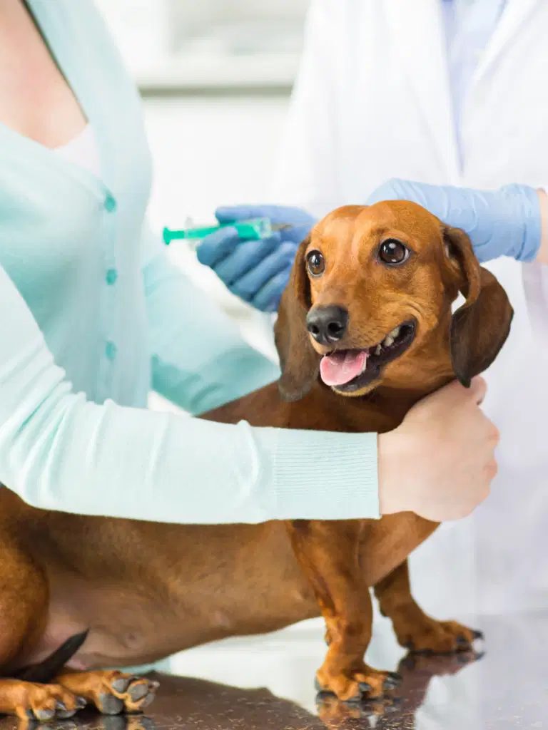 Dog Vaccinations for Every Lifestage: Essential Health Guide