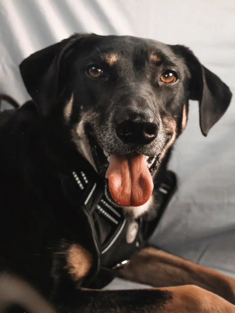 Why Do Dogs Pant: Understanding Canine Behavior