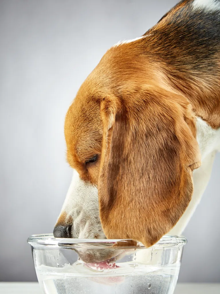 Why Is My Dog Drinking a Lot of Water?