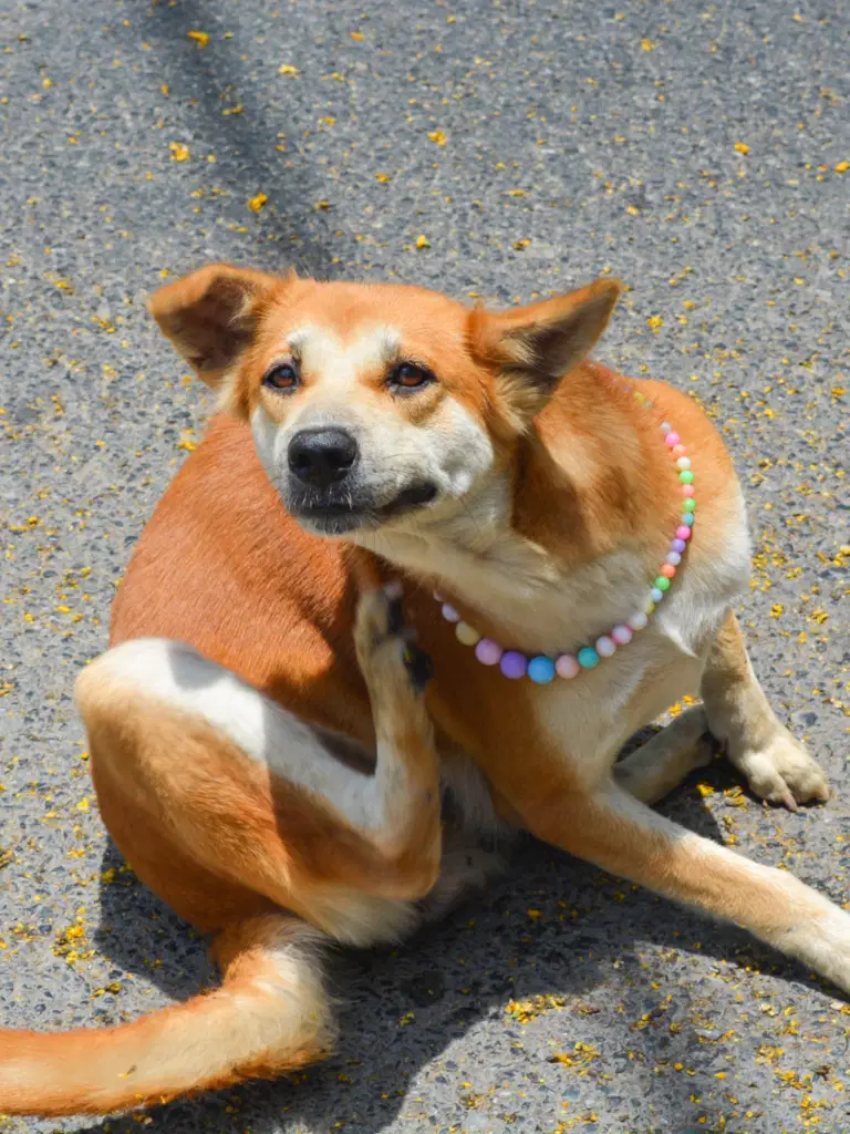 How To Handle Fleas on Dogs