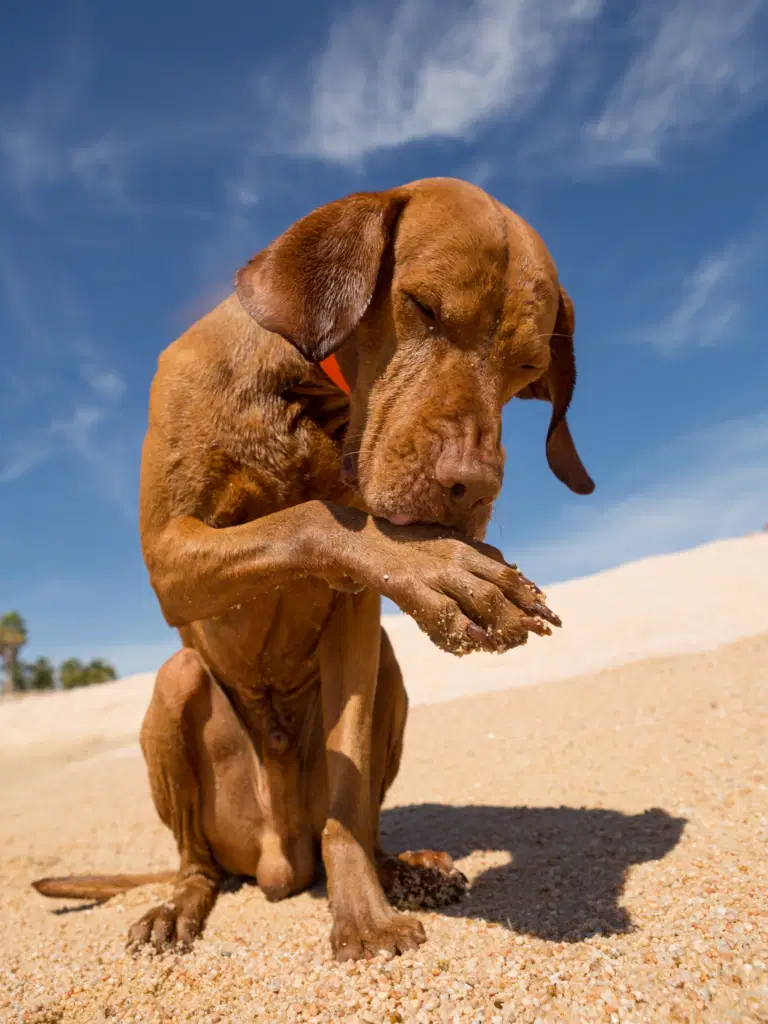 5 Home Remedies for Your Dog’s Itchy Skin