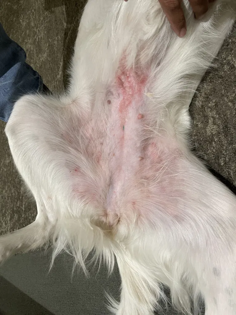 Rashes on Dogs