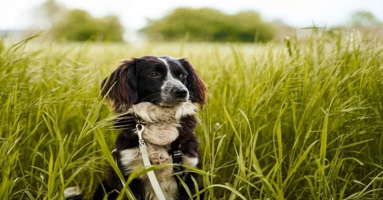 Decoding the Mystery of Why Dogs Eat Grass