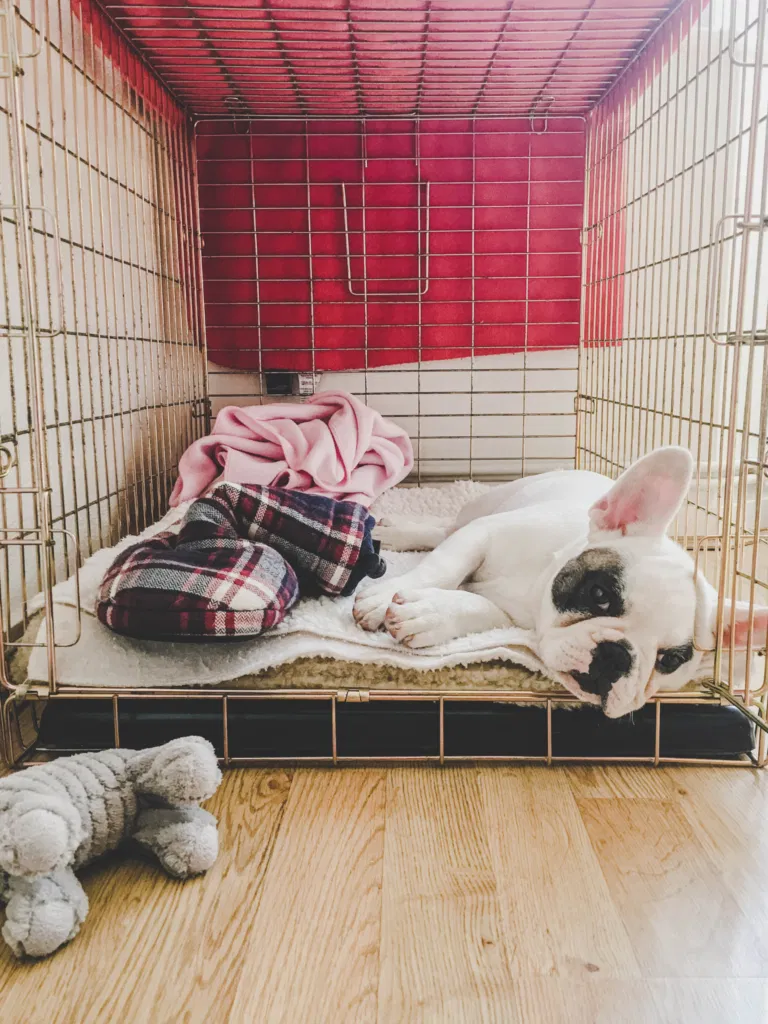 Crate Training Puppies: Effective Tips for Success