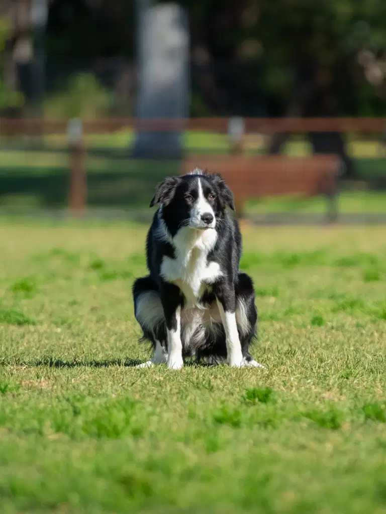 Dog Constipation: Causes and Treatment