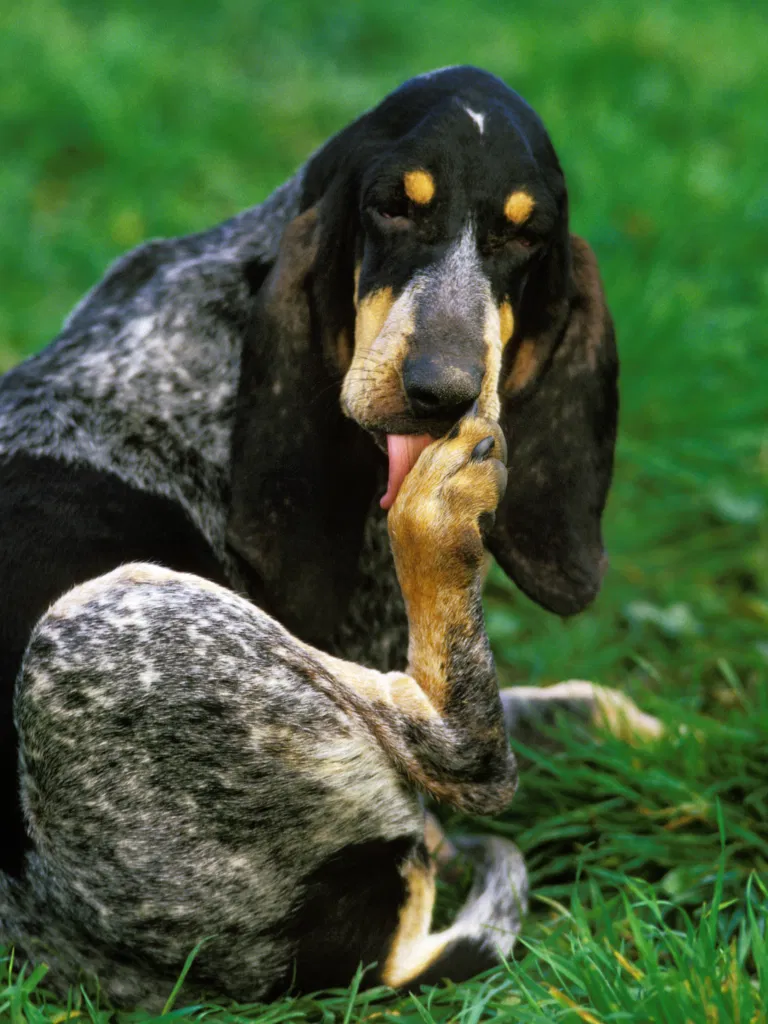Excessive Licking, Chewing, and Grooming in Dogs