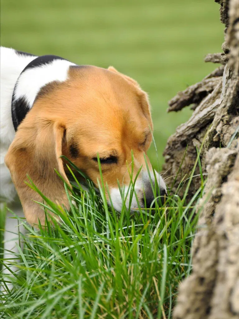 Why Do Dogs Eat Grass?