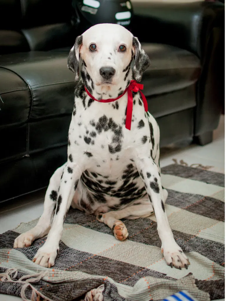 Dog Arthritis Treatment: How To Help a Dog With Arthritis