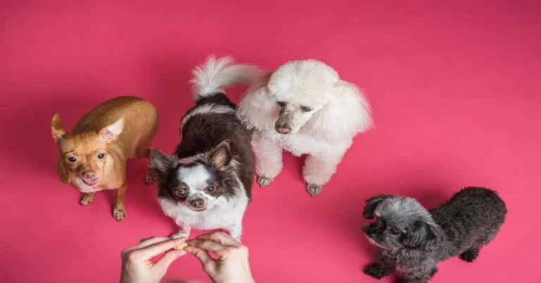Quick & Effective: Daily Training Hacks for a Well-Behaved Pup